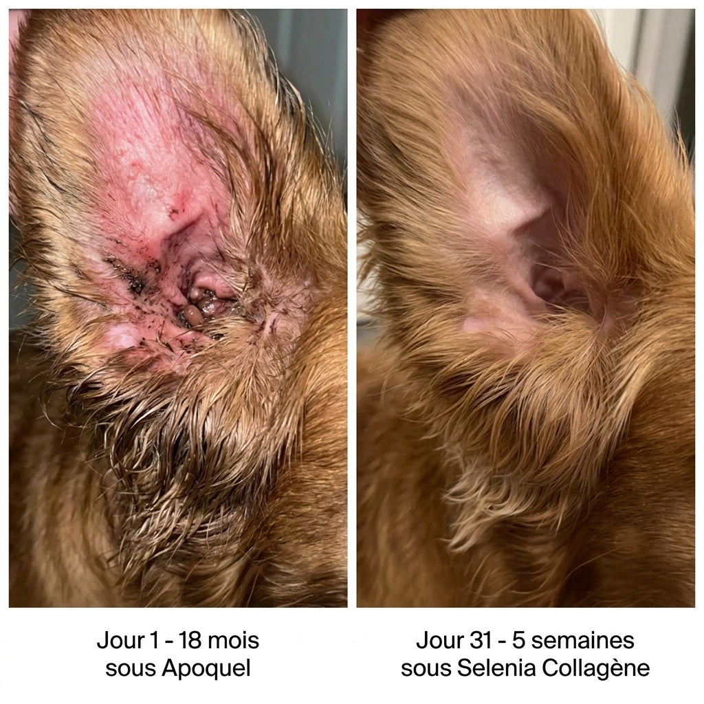 Collagène Liquide Premium Selenia™